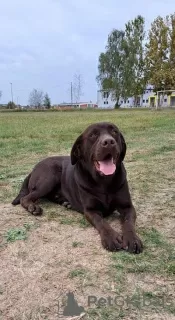 Photo №1. labrador retriever - à vendre en ville de Koceljeva | négocié | Annonce №83291