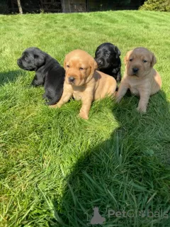 Photo №2 de l'annonce № 18633 de la vente labrador retriever - acheter à Irlande annonce privée