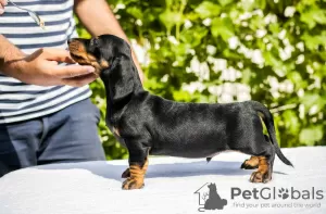 Photos supplémentaires: Chiots teckels standards