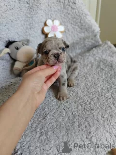 Photos supplémentaires: chiots bouledogue français