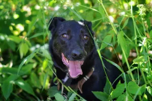 Photo №2 de l'annonce № 7150 de la vente chien bâtard - acheter à Fédération de Russie annonce privée, de l'abri