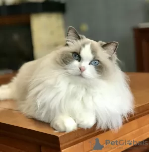 Photo №1. ragdoll - à vendre en ville de Богуслав | 423€ | Annonce № 12625