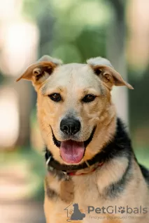 Photos supplémentaires: Le merveilleux chien Denver est entre de bonnes mains.