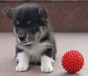 Photo №1. welsh corgi - à vendre en ville de Almaty | Négocié | Annonce №1476