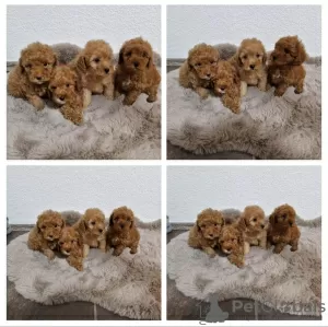 Photo №1. caniche (jouet) - à vendre en ville de Böbingen | négocié | Annonce №103675