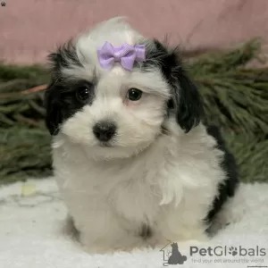 Photo №1. bichon havanais - à vendre en ville de Дублин | Gratuit | Annonce №45059