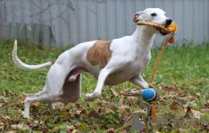 Photos supplémentaires: Whippet mâle pour la reproduction