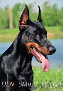 Photo №2 de l'annonce № 7526 de la vente dobermann - acheter à Fédération de Russie annonce privée, éleveur