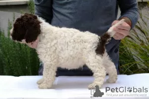 Photos supplémentaires: Lagotto Romagnolo, chiots mâles