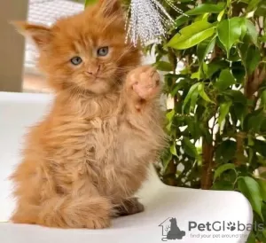 Photo №2 de l'annonce № 126527 de la vente maine coon - acheter à Espagne annonce privée, éleveur