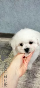 Photo №2 de l'annonce № 33537 de la vente bichon à poil frisé - acheter à Biélorussie annonce privée