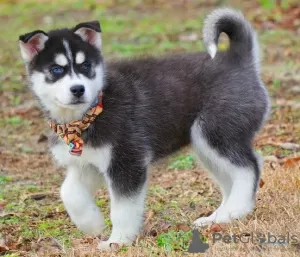 Photo №1. husky de sibérie - à vendre en ville de Pau | 500€ | Annonce №82891