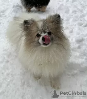 Photo №2 de l'annonce № 35653 de la vente spitz allemand - acheter à Fédération de Russie de la fourrière