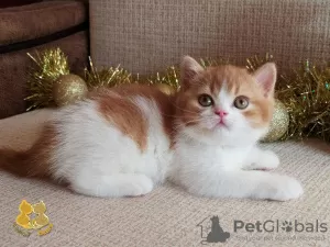 Photo №1. british shorthair - à vendre en ville de Nizhny Novgorod | 492€ | Annonce № 8529