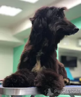 Photos supplémentaires: Magnifiques chiots Afghan Hound!