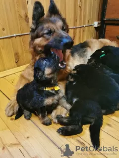 Photos supplémentaires: Chiots d'élite berger allemand à poil long