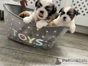 Photo №1. shih tzu - à vendre en ville de Florence | 379€ | Annonce №99423