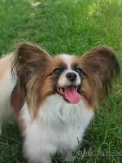 Photo №3. CONTINENTAL TOY SPANIEL/ PAPILLON. Pologne