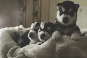 Photos supplémentaires: Les chiots Husky sont gratuits à la vente, Kennel Mingret