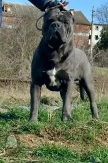 Photo №4. Je vais vendre cane corso en ville de Kertch. annonce privée - prix - 800€