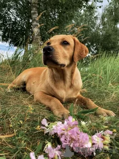 Photo №4. Je vais vendre labrador retriever en ville de Mogilyov. annonce privée, de la fourrière, éleveur - prix - 1500€