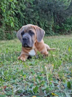 Photo №1. cane corso - à vendre en ville de Michów | 1000€ | Annonce №106780