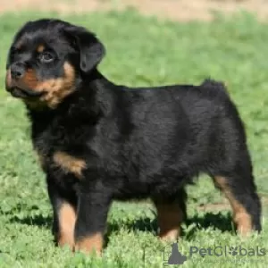 Photo №3. Explosiv schöne Hausaufzucht reinrassiger Rottweiler-Welpen verfügbar. Allemagne