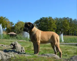 Photos supplémentaires: Chiots de race anglaise mastiff