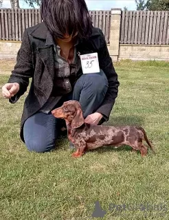 Photos supplémentaires: Chiots teckel miniatures, poil dur et lisse, différentes couleurs