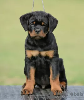 Photos supplémentaires: Chiots Rottweiler, portée supérieure