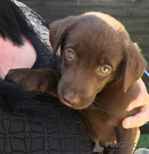 Photo №3. Chiots labrador retriever. Suède