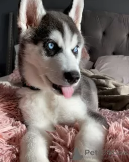 Photo №1. husky de sibérie - à vendre en ville de Sofia | 320€ | Annonce №78617