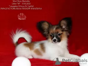 Photo №1. papillon - à vendre en ville de Saratov | négocié | Annonce №39356