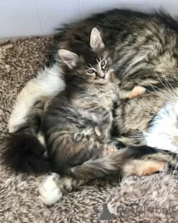 Photo №1. maine coon - à vendre en ville de Vienna | 300€ | Annonce № 88474