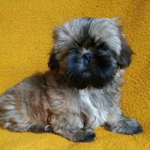 Photo №1. shih tzu - à vendre en ville de Moscou | Négocié | Annonce №1234