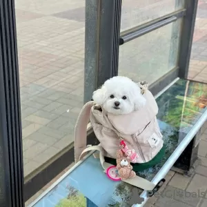 Photo №1. bichon à poil frisé - à vendre en ville de Prague | négocié | Annonce №129019