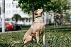 Photo №3. Gentil et sociable, Luntik recherche un propriétaire !. Fédération de Russie