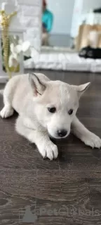 Photo №3. Chiots Husky Sibérien à vendre. Fédération de Russie