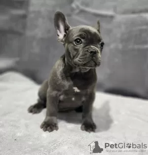 Photo №1. bouledogue - à vendre en ville de Supplee | négocié | Annonce №99008