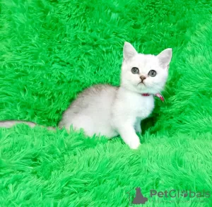 Photo №4. Je vais vendre british shorthair en ville de Pavlograd. éleveur - prix - 217€