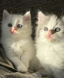 Photos supplémentaires: Chatons mélangés Angora turc x Ragdoll.