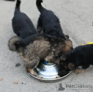 Photos supplémentaires: Berger allemand