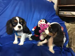 Photo №2 de l'annonce № 1269 de la vente cavalier king charles spaniel - acheter à Biélorussie annonce privée