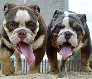 Photos supplémentaires: Bulldog anglais