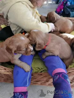 Photos supplémentaires: Beaux chiots cocker de travail de Kc Reg