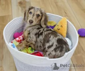 Photos supplémentaires: Gia est un chiot teckel idiot et doux. C'est un chiot amusant qui adore jouer et