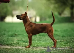 Photo №3. Chiots Thai Ridgeback. Ukraine