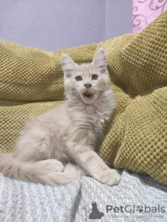 Photo №4. Je vais vendre maine coon en ville de Kharkov. éleveur - prix - 473€