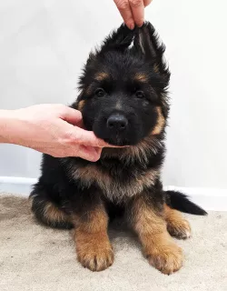 Photos supplémentaires: Berger allemand. meilleur chiot avec une portée