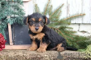 Photo №3. Incroyables Yorkshire Terriers de Golddust. Allemagne